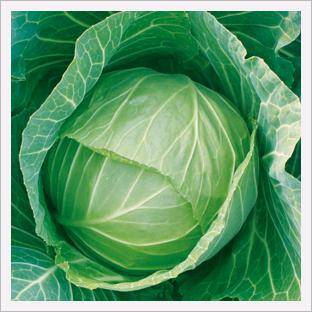 Cabbage, King of Field Made in Korea